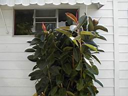 rubberplant 5.JPG
